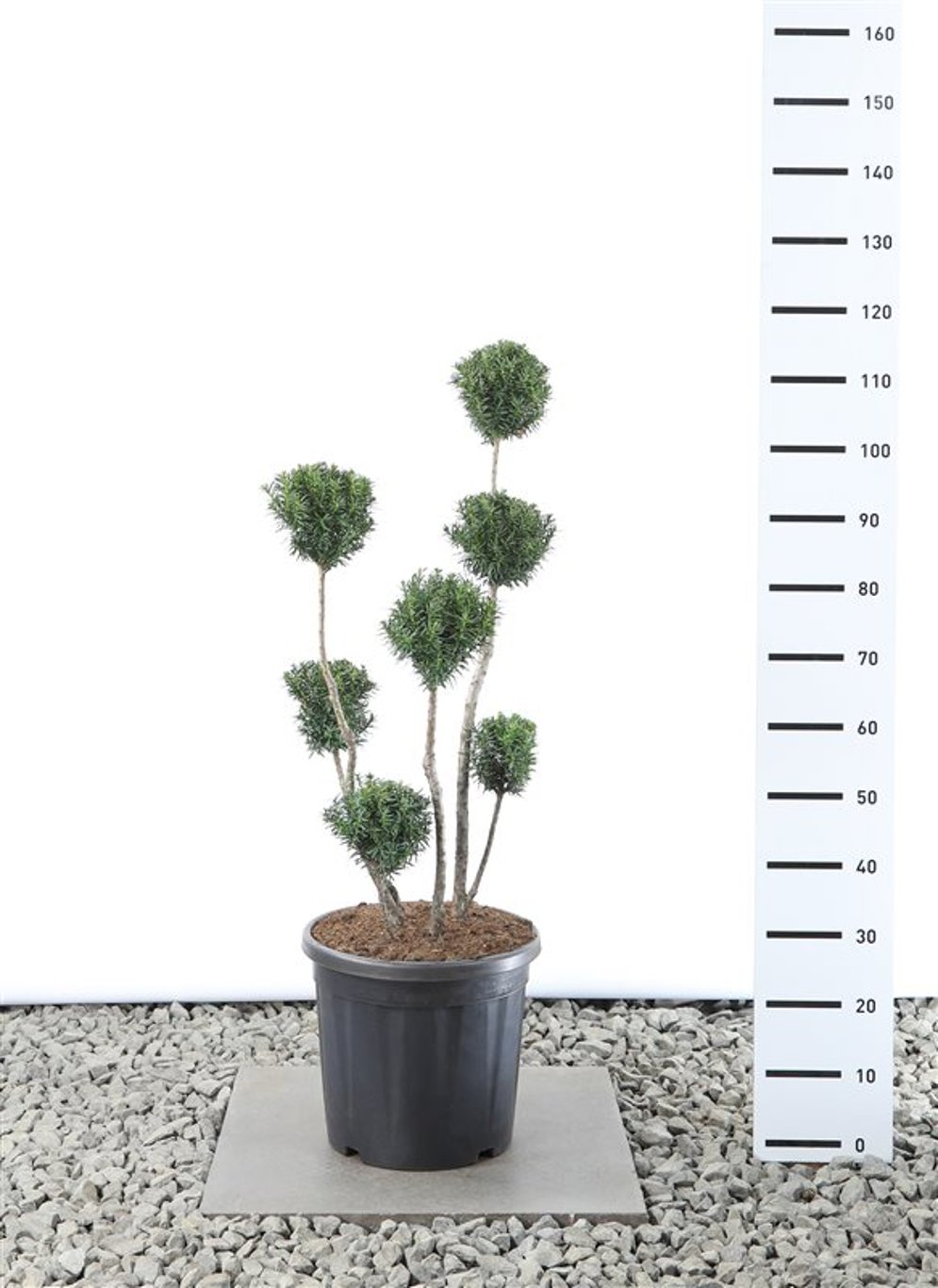 Taxus media 'Hicksii' - 60-80 CM PonPon Cont.